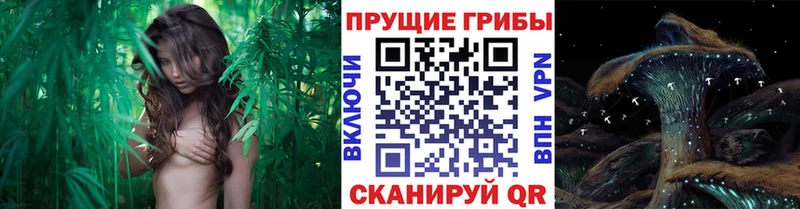 Галлюциногенные грибы Psilocybe  мега онион  Крымск 